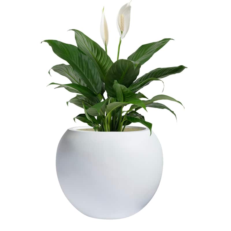 DreamPatio Riverside Fiberstone Composite Ball Planter for Indoor/Outdoor - Smooth Automotive 2K Coating