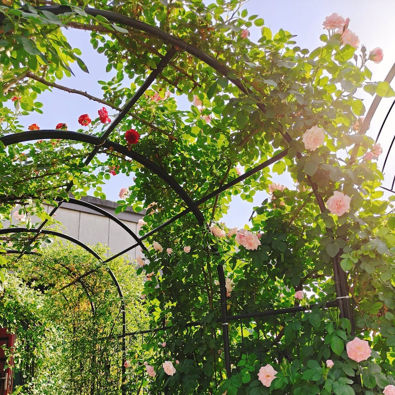Metal Garden Arch with two plant stands 79.5'' Wide x 86.6'' High Climbing Plants Support Rose Arch Outdoor Black