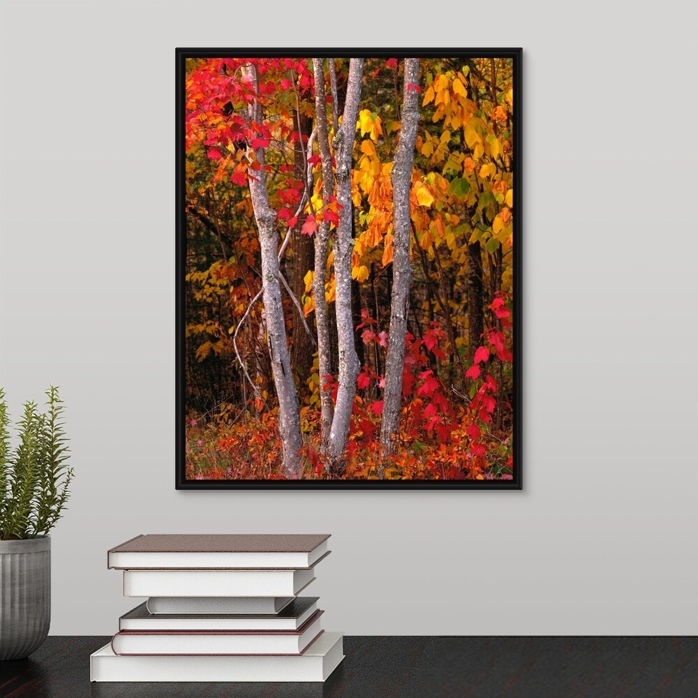 Maine, Autumn maple trees" Black Float Frame Canvas Art - Overstock -  25513735