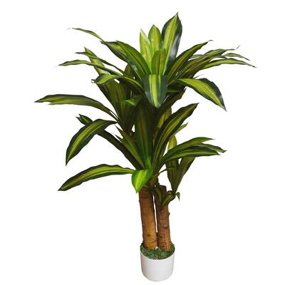 Dracaena Tree in White Pot