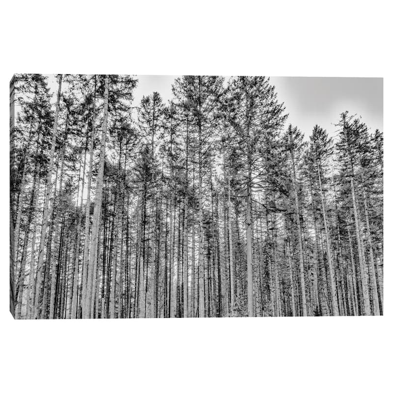 The Forest by Sossi Madzounian Canvas Art Print