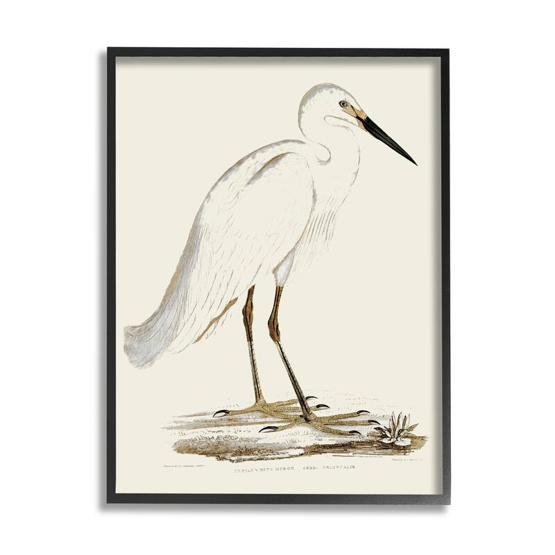 Stupell Vintage Egret Latin Study Marsh Bird Illustration Framed Wall Art