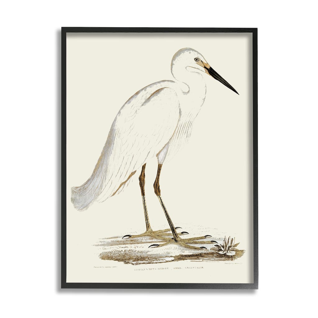 Stupell Vintage Egret Latin Study Marsh Bird Illustration Framed Wall Art