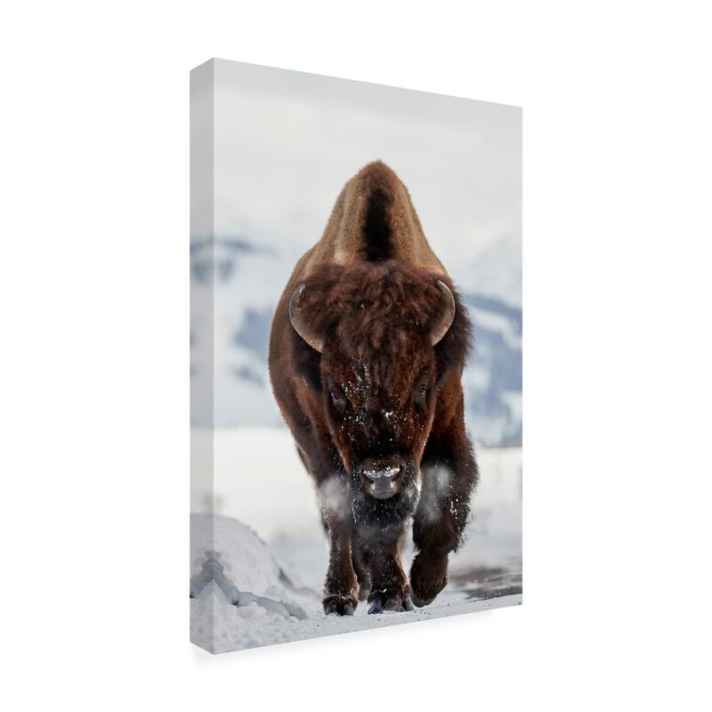 Peter Hudson 'Bison Incoming' Canvas Art