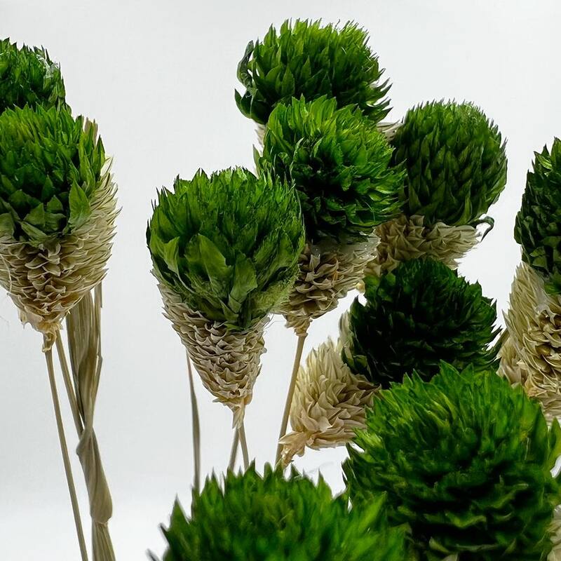 Bundle of 4 Dried Gomphrena Globosa, 22-24" long ,16 pcs/bunch - 22-24 inch