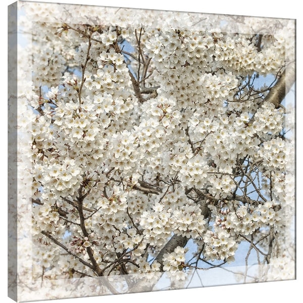 PTM Images 9-101246 PTM Canvas Collection 12" x 12" - "Cherry Blossoms 7" Giclee Cherry Blossoms Art Print on Canvas