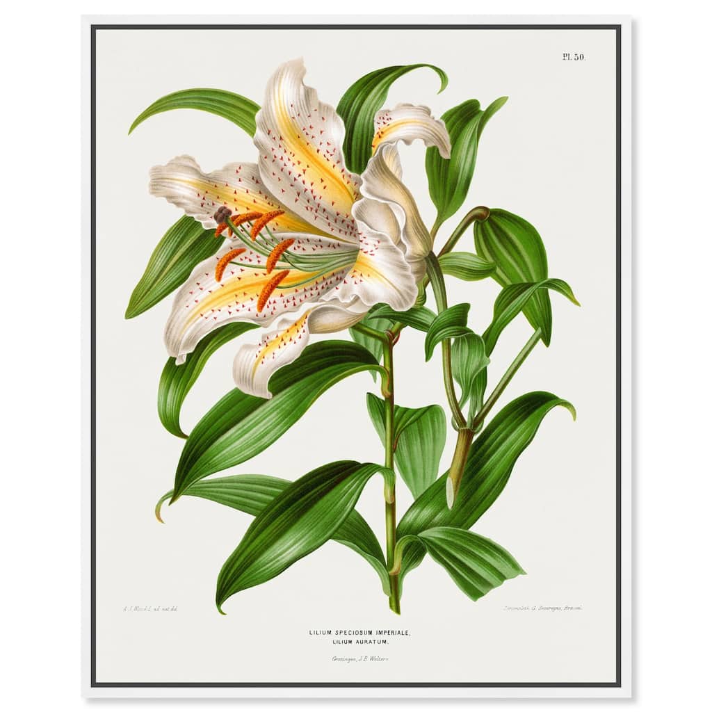 Lilium Speciosum Imperiale Canvas by Art Remedy