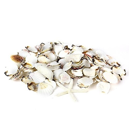 Shop Cys Colorful Sea Shells Assorted Mixed Beach Seashells Vase
