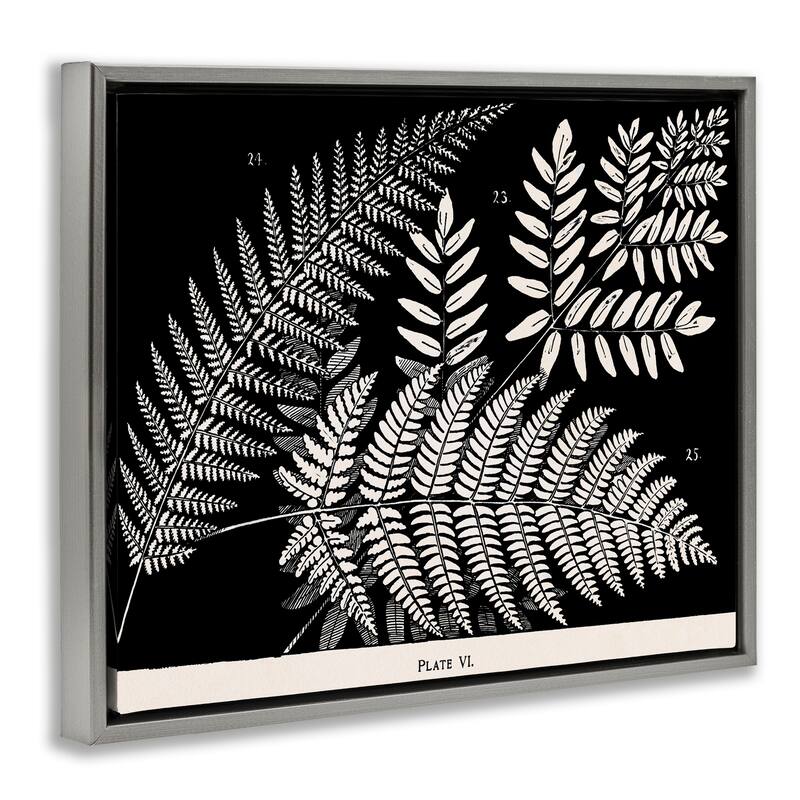 Stupell Fern Varieties on Black Framed Floater Canvas Wall Art Design By Phillipa Katz