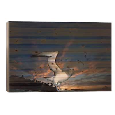 Salvin's Albatross Returning To Crowded Nesting Colony At Sunset, Proclamation Island, New Zealand Print On Wood by Tui De Roy