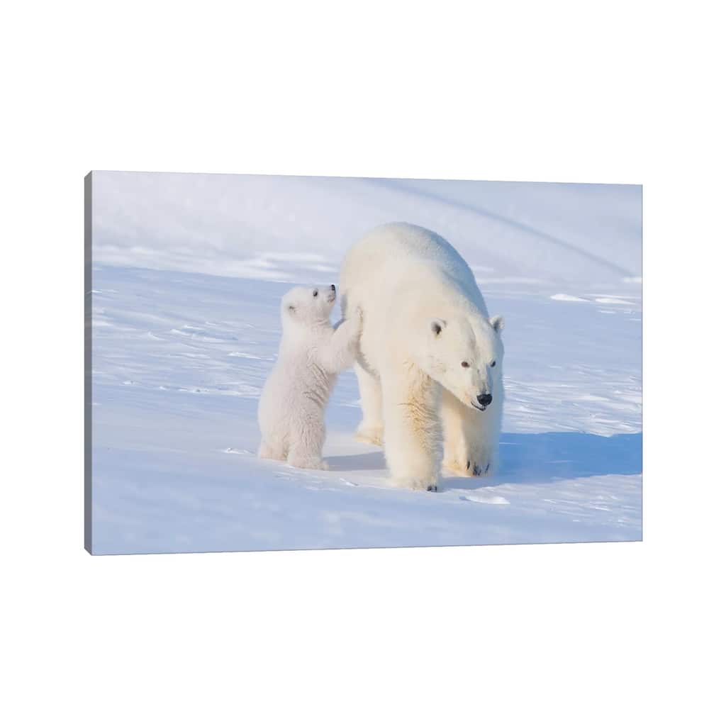 iCanvas "Polar Bear Sow With Spring Cub Newly Emerged From Their Den, Area 1002, ANWR, Alaska" by Steve Kazlowski Canvas Print