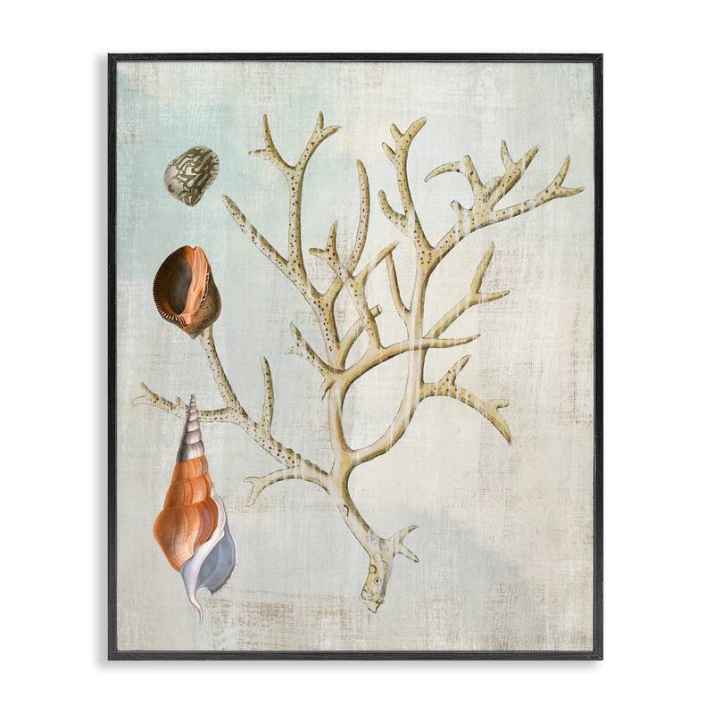 Stupell Seashells and Coral Branch Framed Giclee Art Design By Susan Arnot - 24 x 30 - Black