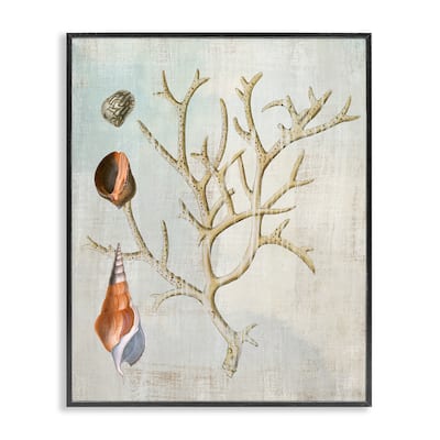Stupell Seashells and Coral Branch Framed Giclee Art Design By Susan Arnot