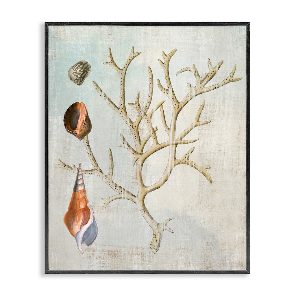 Stupell Seashells and Coral Branch Framed Giclee Art Design By Susan Arnot