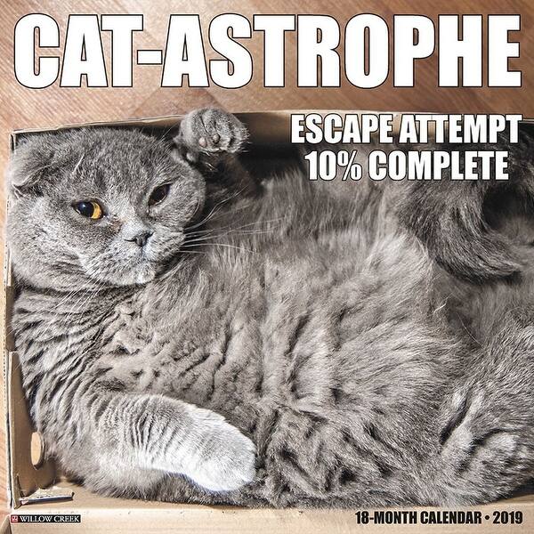 Shop Cat Astrophe Wall Calendar Funny Cats By Willow Creek Press