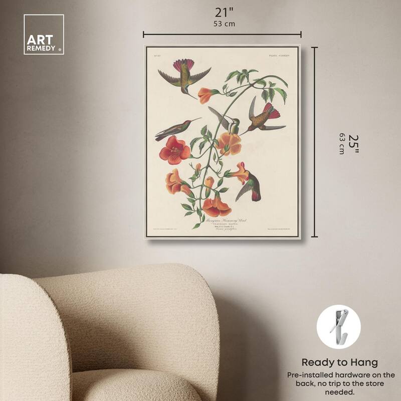 Humming Bird 1834 Canvas by Art Remedy