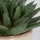 preview thumbnail 5 of 3, Uttermost Doha Succulent Accent - 11"W x 10.5"H x 9"D