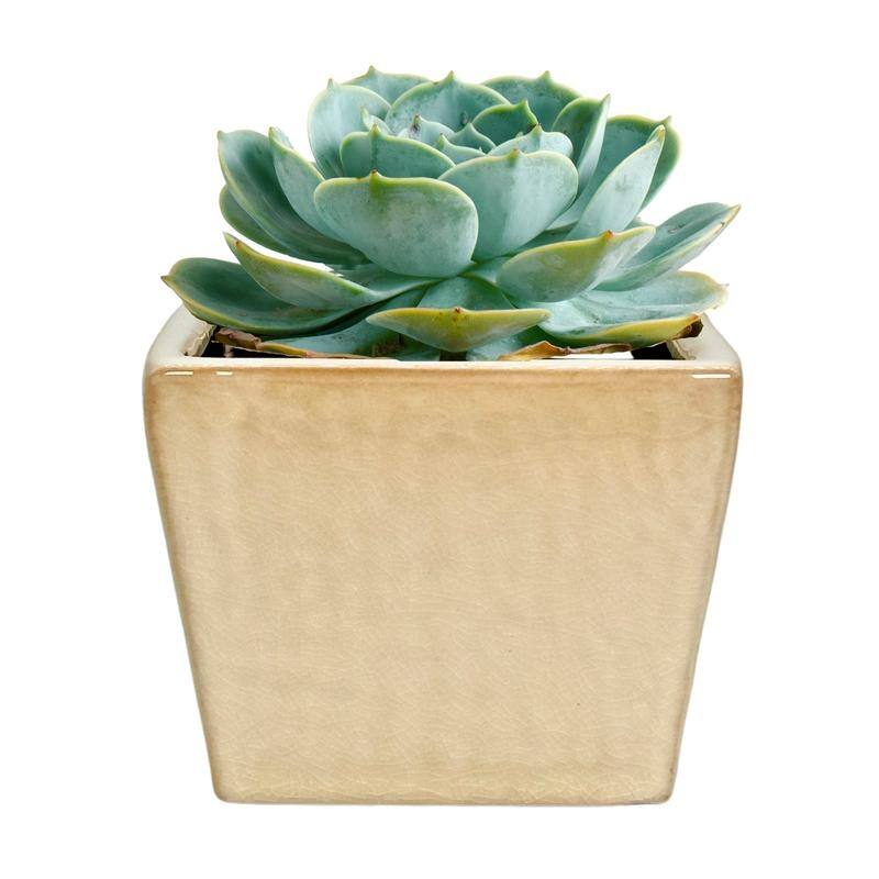 Square Ceramic Flower Planter Pot