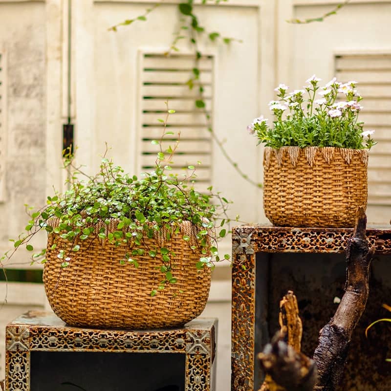 RusticReach Lady Straw Basket Cement Planter