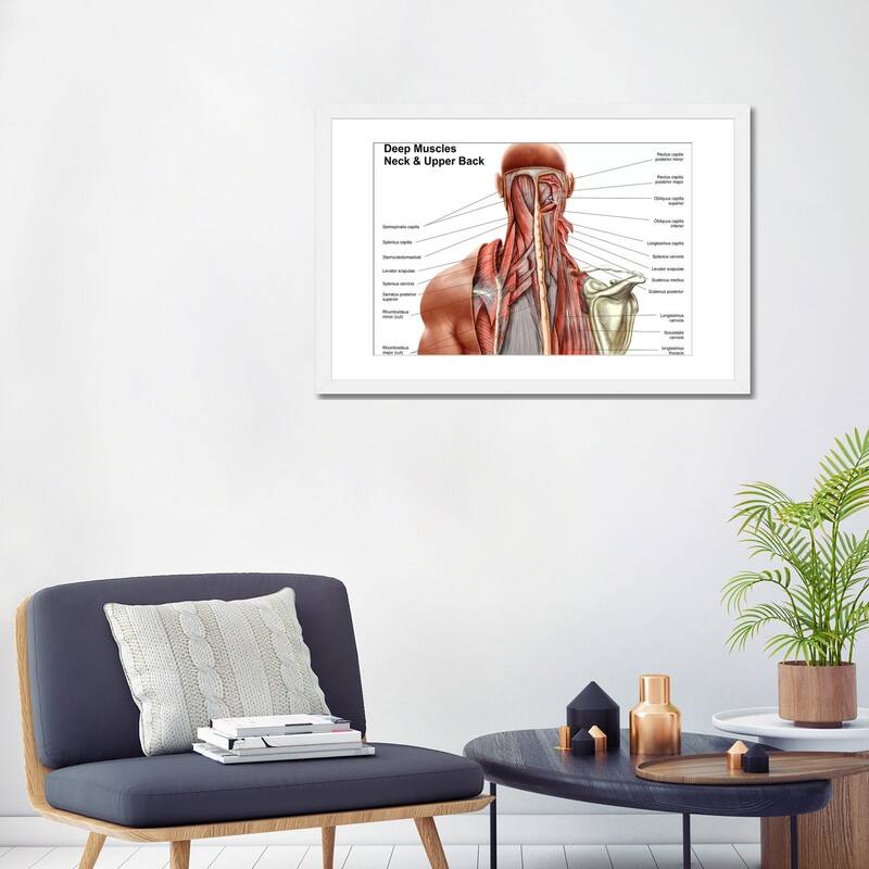 iCanvas "Human Anatomy Showing Deep Muscles In The Neck And Upper Back" by Stocktrek Images
