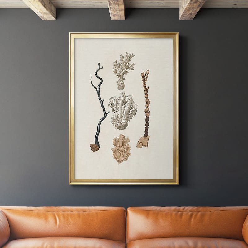Knorr Shells & Coral V Premium Framed Print - Ready to Hang