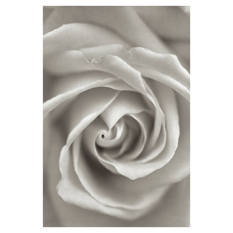 Florison #23 by Alan Blaustein Canvas Art Print