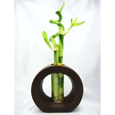 Shop 9greenbox Lucky Bamboo Spiral Style W Brown Ceramic Vase