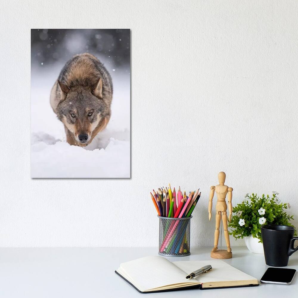 iCanvas "Wolf Hunting In The Snow" by Dick van Duijn Canvas Print