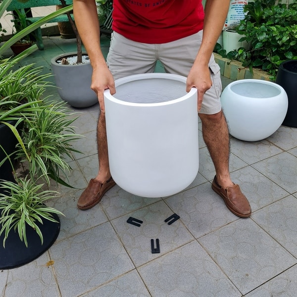 money tree plant pot Pachira aquatica 'Money Tree'  Snakeroot Botanicals