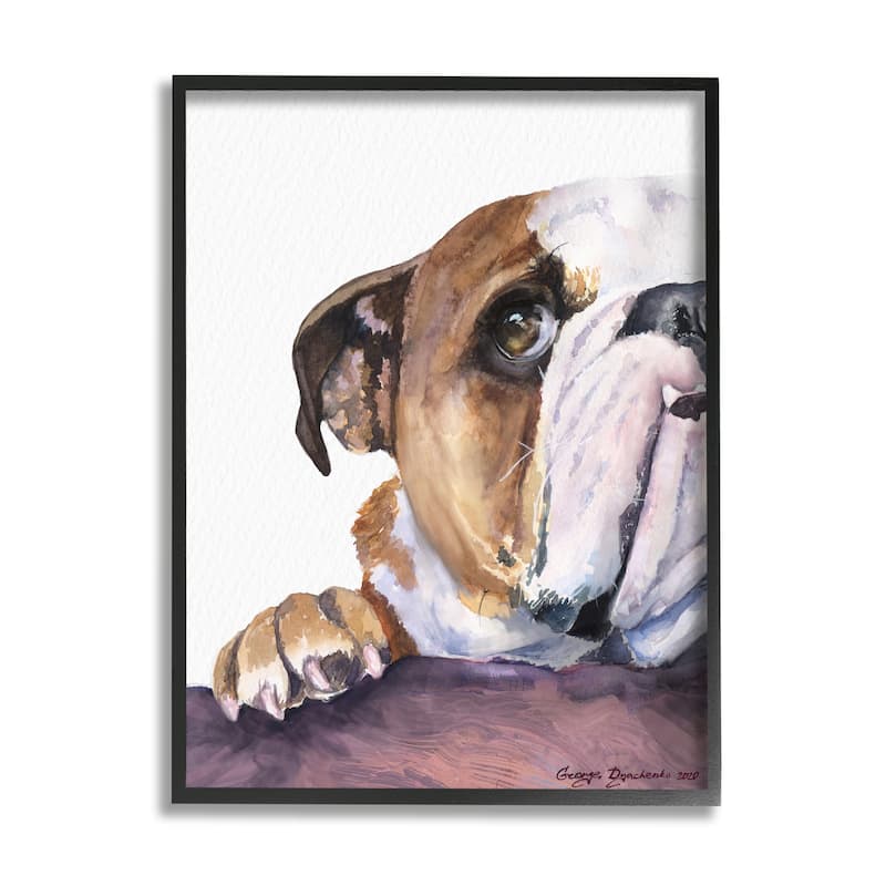 Stupell Curious English Bulldog Gaze Pet Dog Portrait Framed Wall Art - 24 x 30 - Black