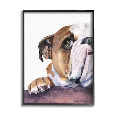 Stupell Curious English Bulldog Gaze Pet Dog Portrait Framed Wall Art