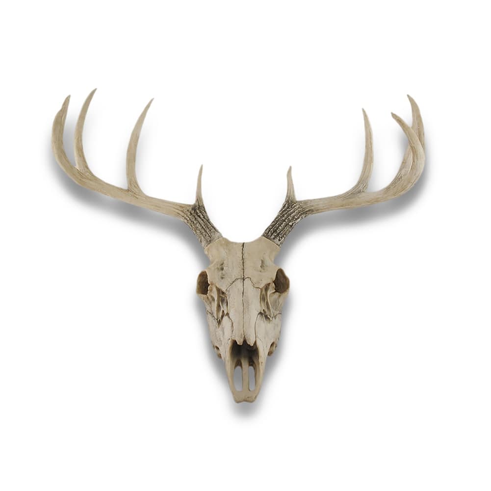 10 Point Buck Deer Skull Bust Wall Hanging