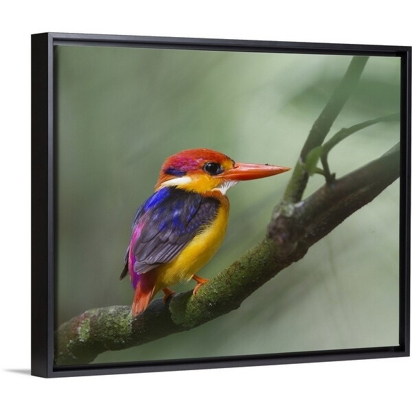 Shop Black Backed Kingfisher On Tree Branch Multi Color