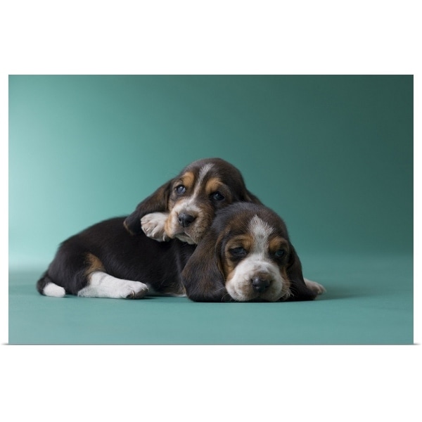 "Two Basset Hound Puppies" Poster Print