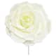 Option Cream White