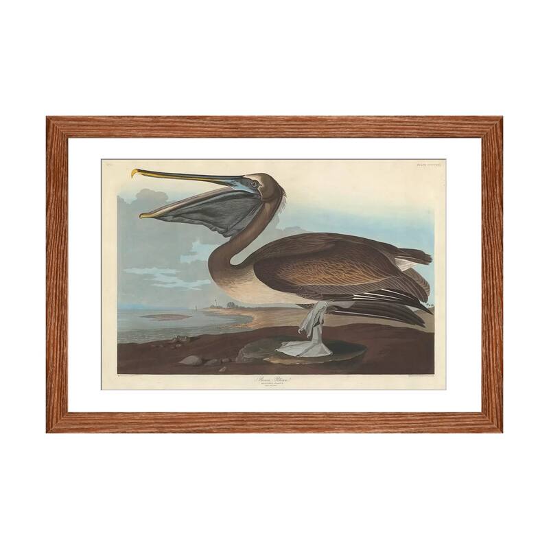 iCanvas "Brown Pelican" by John James Audubon - Walnut - 24x32x1