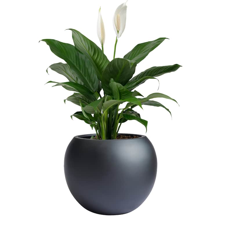 DreamPatio Riverside Fiberstone Composite Ball Planter for Indoor/Outdoor - Smooth Automotive 2K Coating