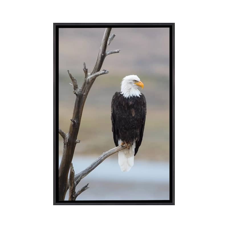 iCanvas "USA, Wyoming, Sublette County. Adult Bald Eagle sitting on a snag above Soda Lake." by Elizabeth Boehm Framed - Ebony - 48x32