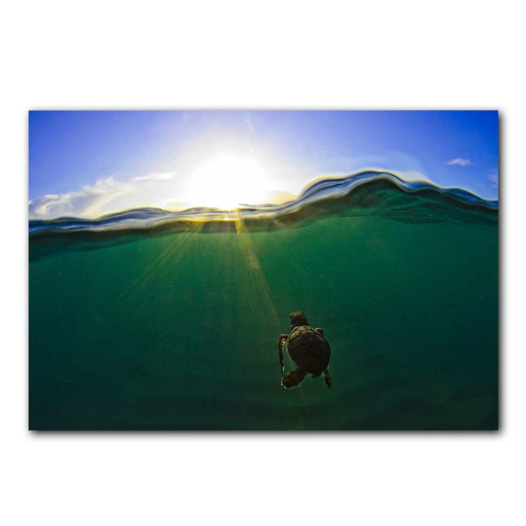 Ready2HangArt 'Turtle Green Splitch Hatch' Wrapped Canvas Wall Art