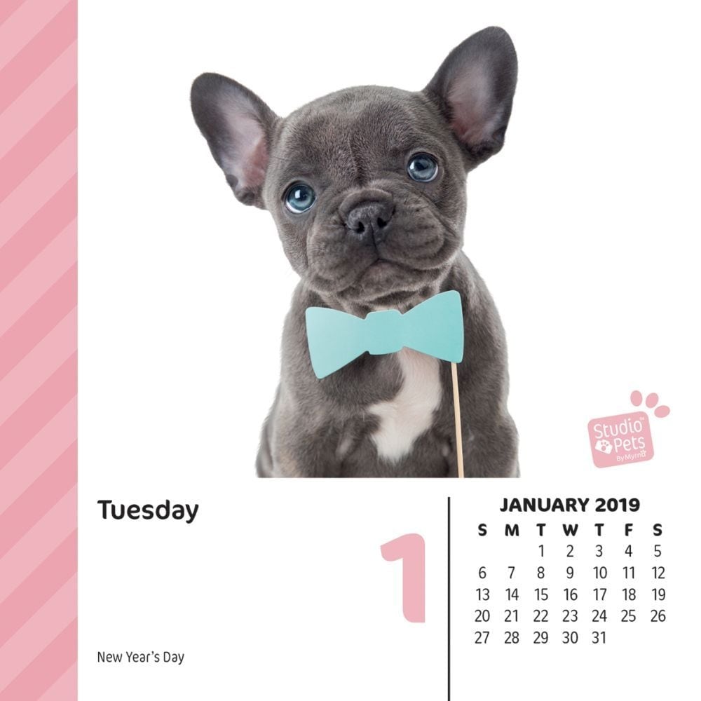 Shop 2019 Studio Pets Puppies 2019 Desk Calendar By Wells Street