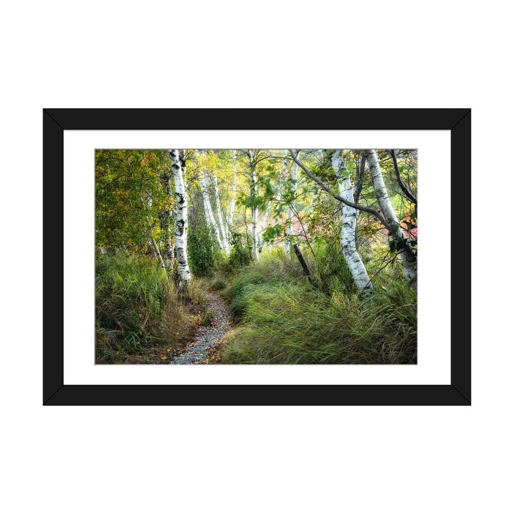 iCanvas "Birch Trees & Tall Grass" by Danny Head