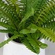 preview thumbnail 3 of 1, Uttermost Boston Fern In White Ceramic Pot