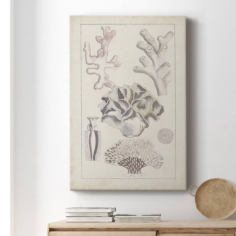 Antique White Coral IV Premium Gallery Wrapped Canvas - Ready to Hang