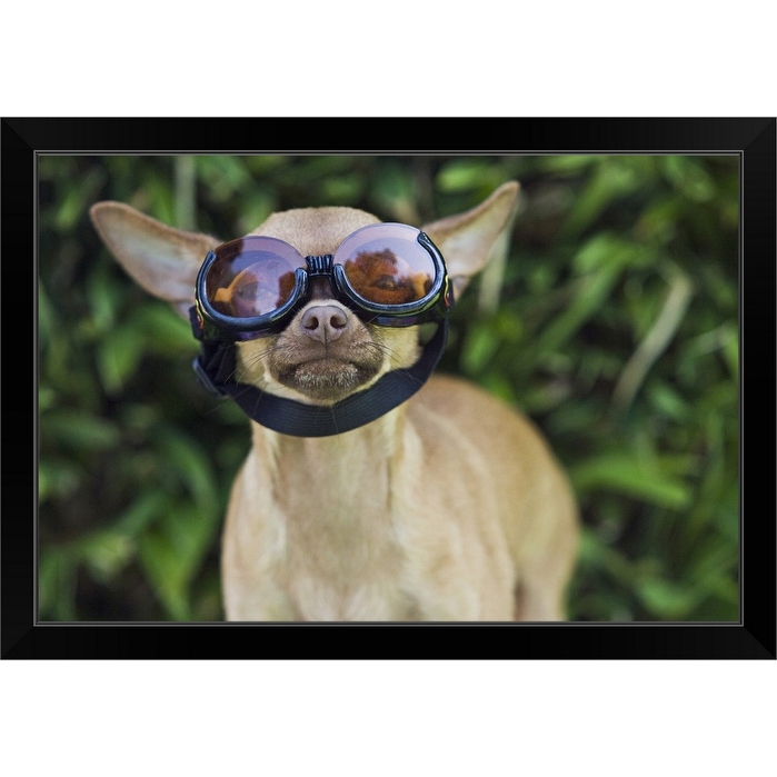 Chihuahua deals with sunglasses