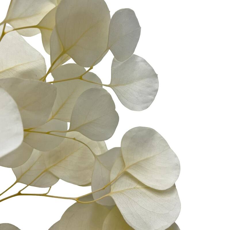 Bundle of 4 Preserved Eucalyptus Apple Leaves 24" long - 24 Inches