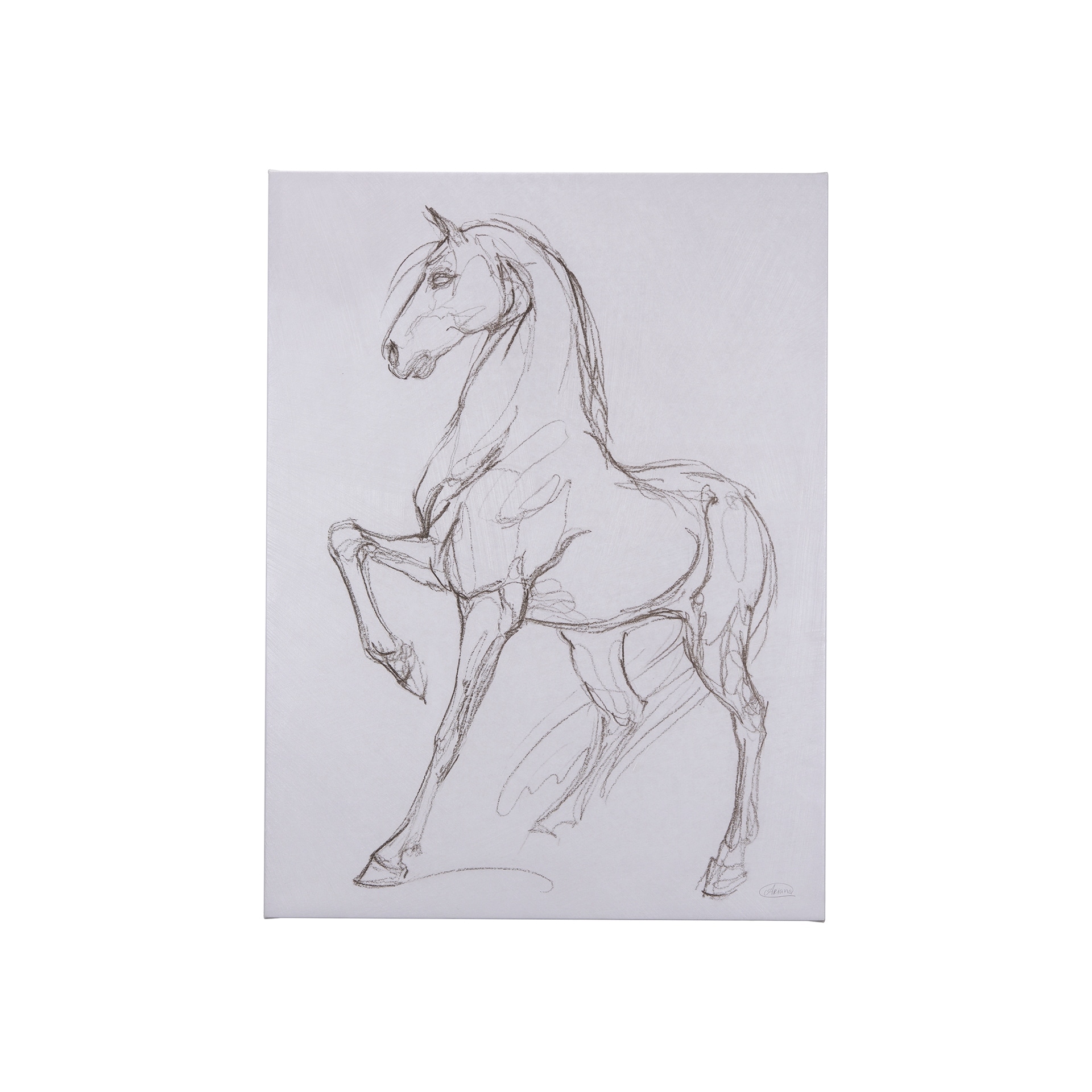 Horse II (30 x 40 ) Canvas Art Print