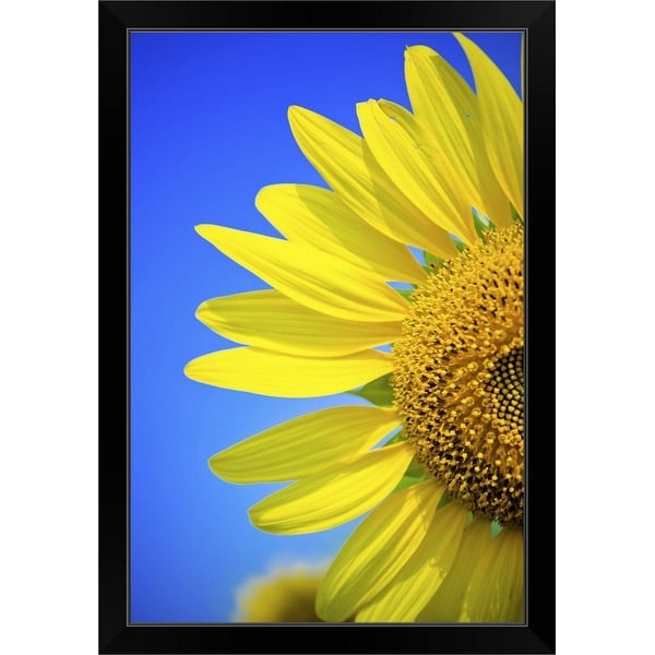 "Sunflower against blue sky." Black Framed Print