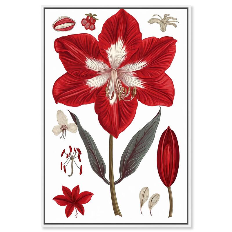 Amaryllis Anatomy Canvas by Art Remedy - White - 30" x 45"