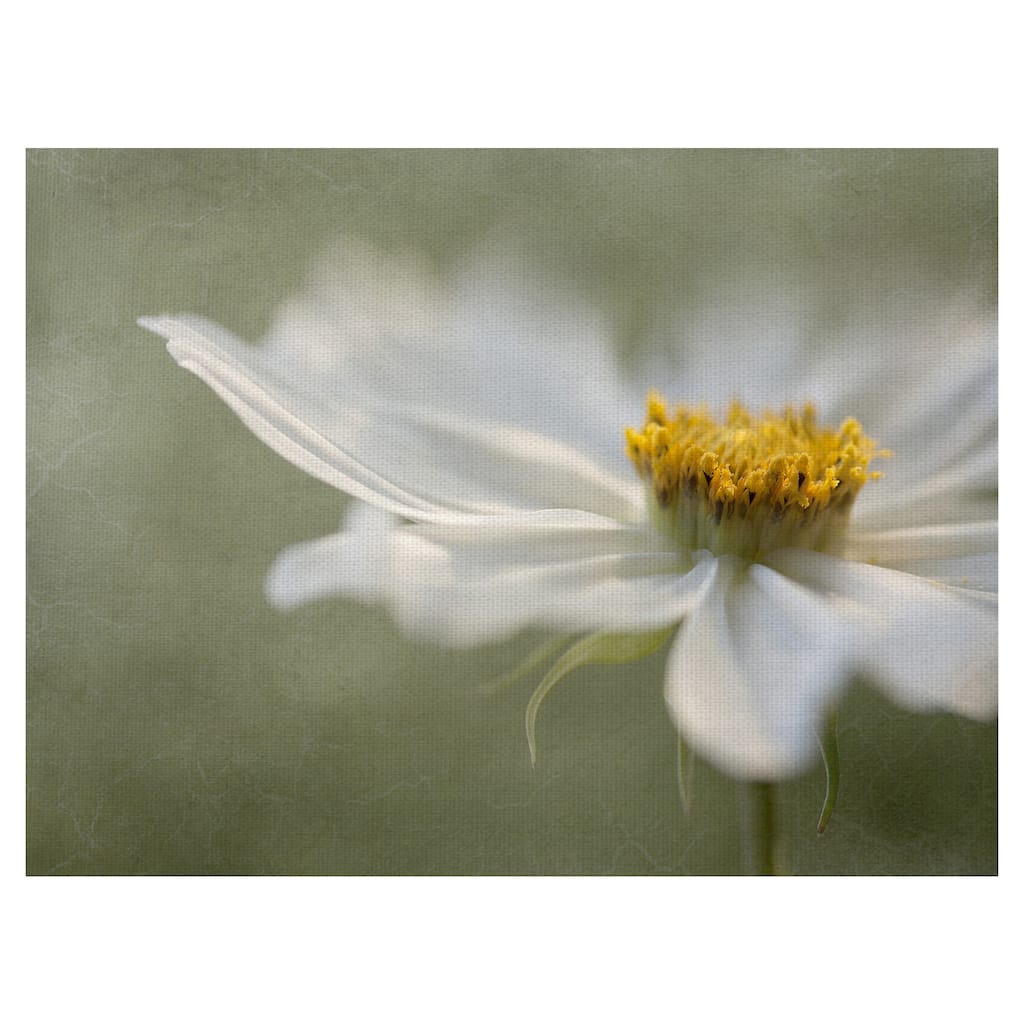 Whisper by Mandy Disher Canvas Art Print