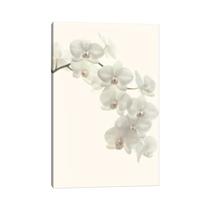 iCanvas "White Orchids" by Alyson Fennell Canvas Print